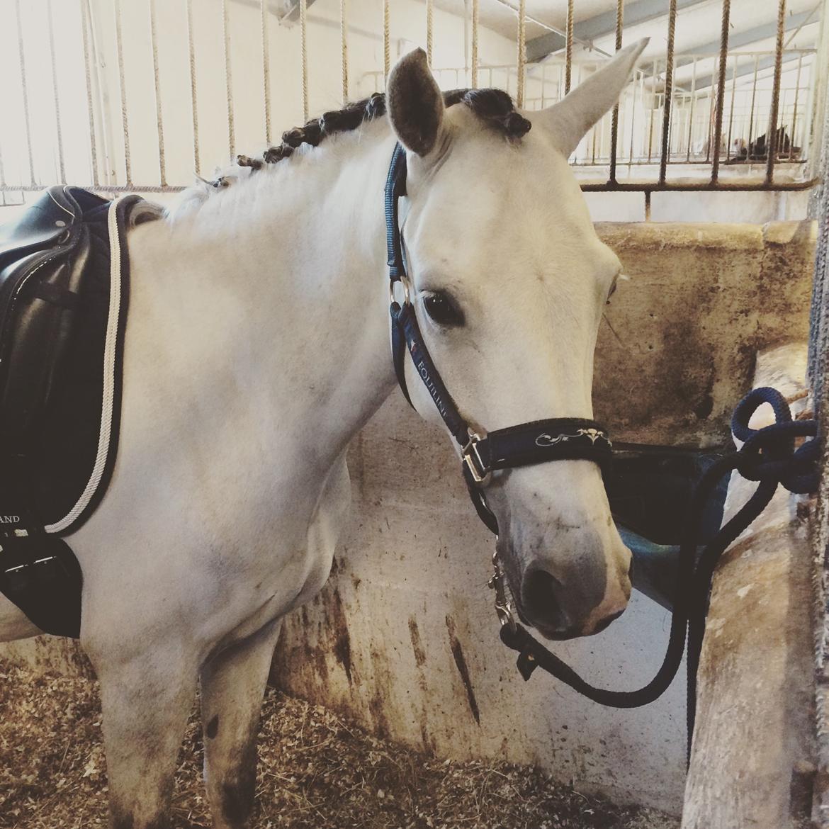 DSP Bakkegaarden's Triple Perfect - Fra kursus ved tidligere ponylandstræner i dressur, i sommers, i Frederikshavn :)  billede 8