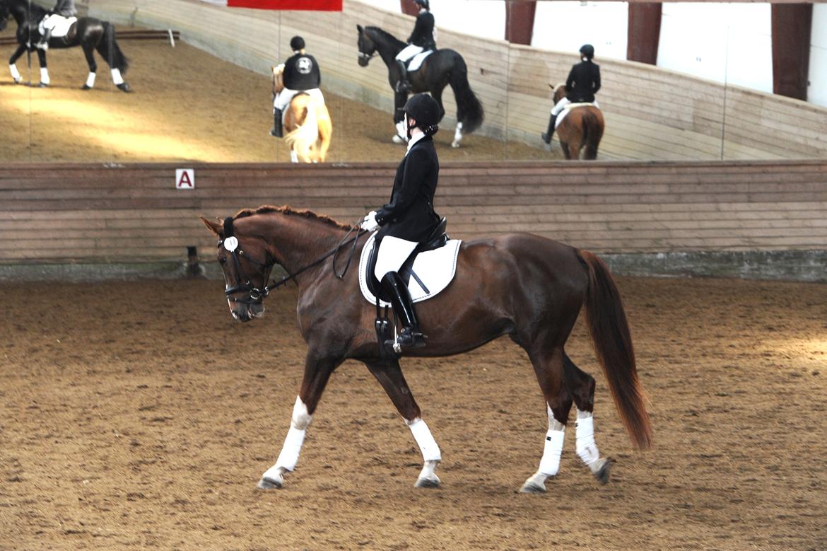 Dansk Varmblod Miró billede 2