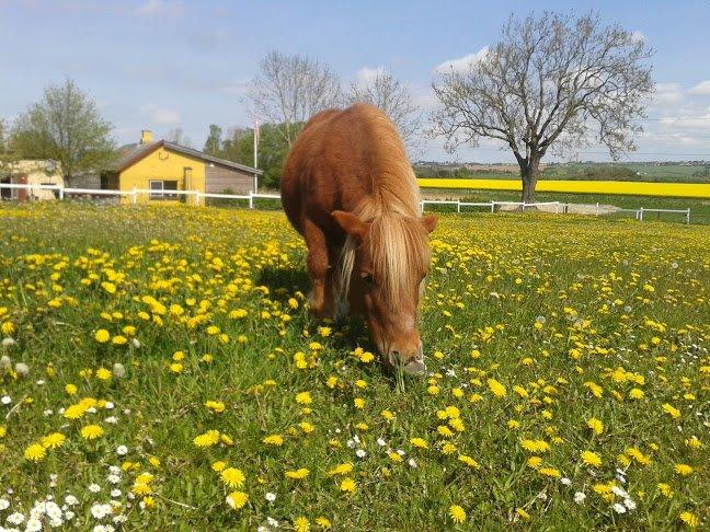 Shetlænder Anelunds Cirkeline billede 6