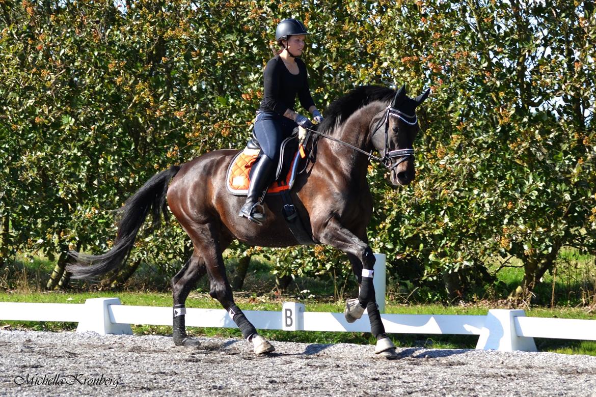 Dansk Varmblod Grus Migala billede 7