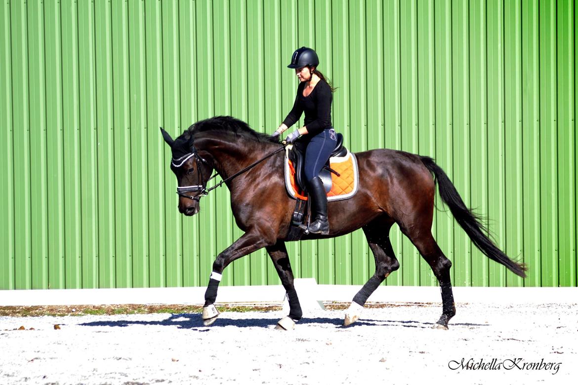 Dansk Varmblod Grus Migala billede 8