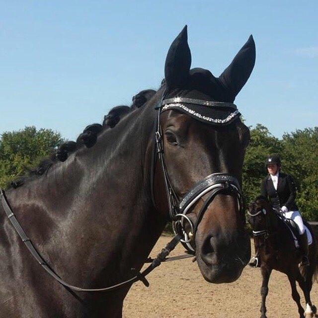 Dansk Varmblod Grus Migala billede 11