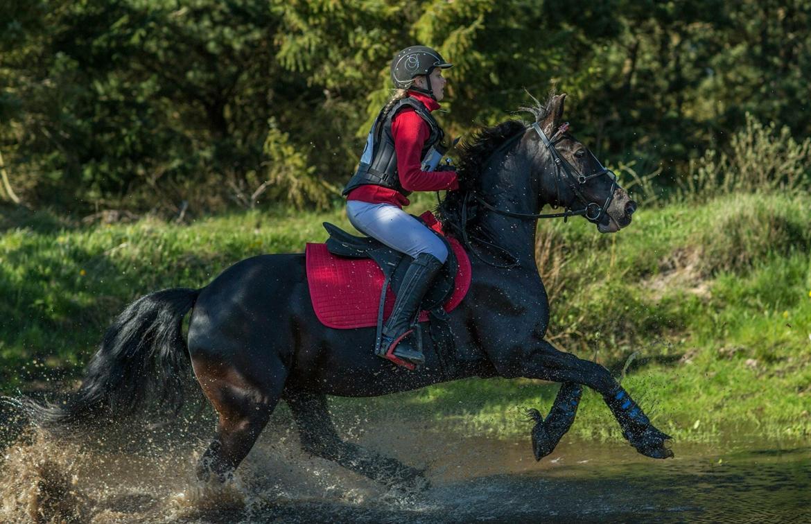 Anden særlig race Spirit billede 3