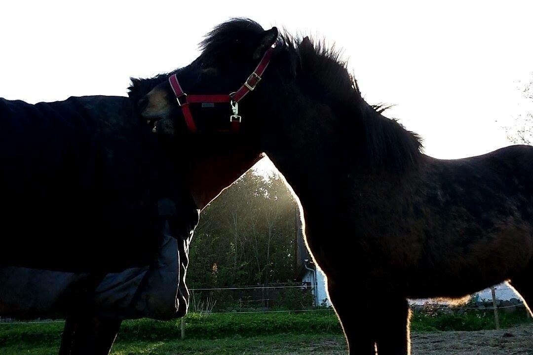 Islænder Saga fra Tindsgarði billede 10