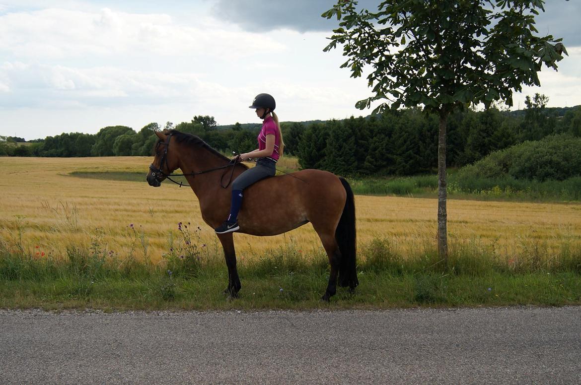 New Forest Stegstedgårds brenda - Lige da jeg fik hende hjem, der var hun alt for tyk!! billede 12