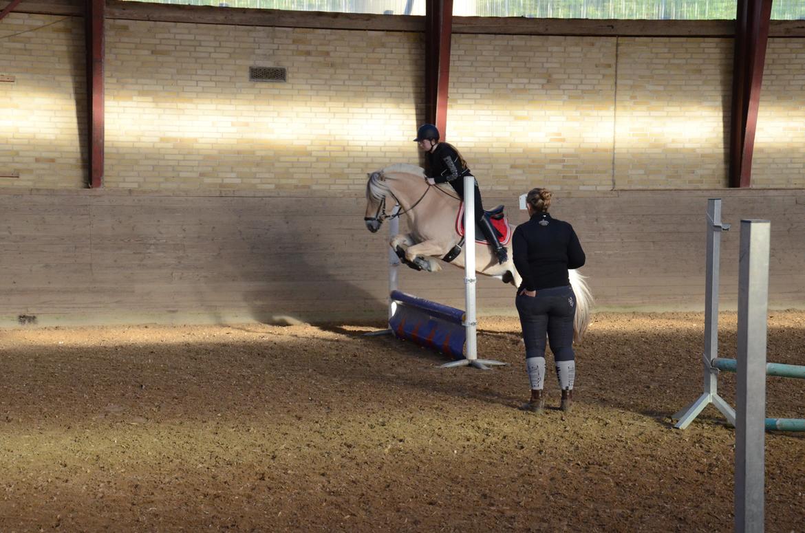 Fjordhest Stald Kiels Natur - Spring 18.9.2015 billede 15