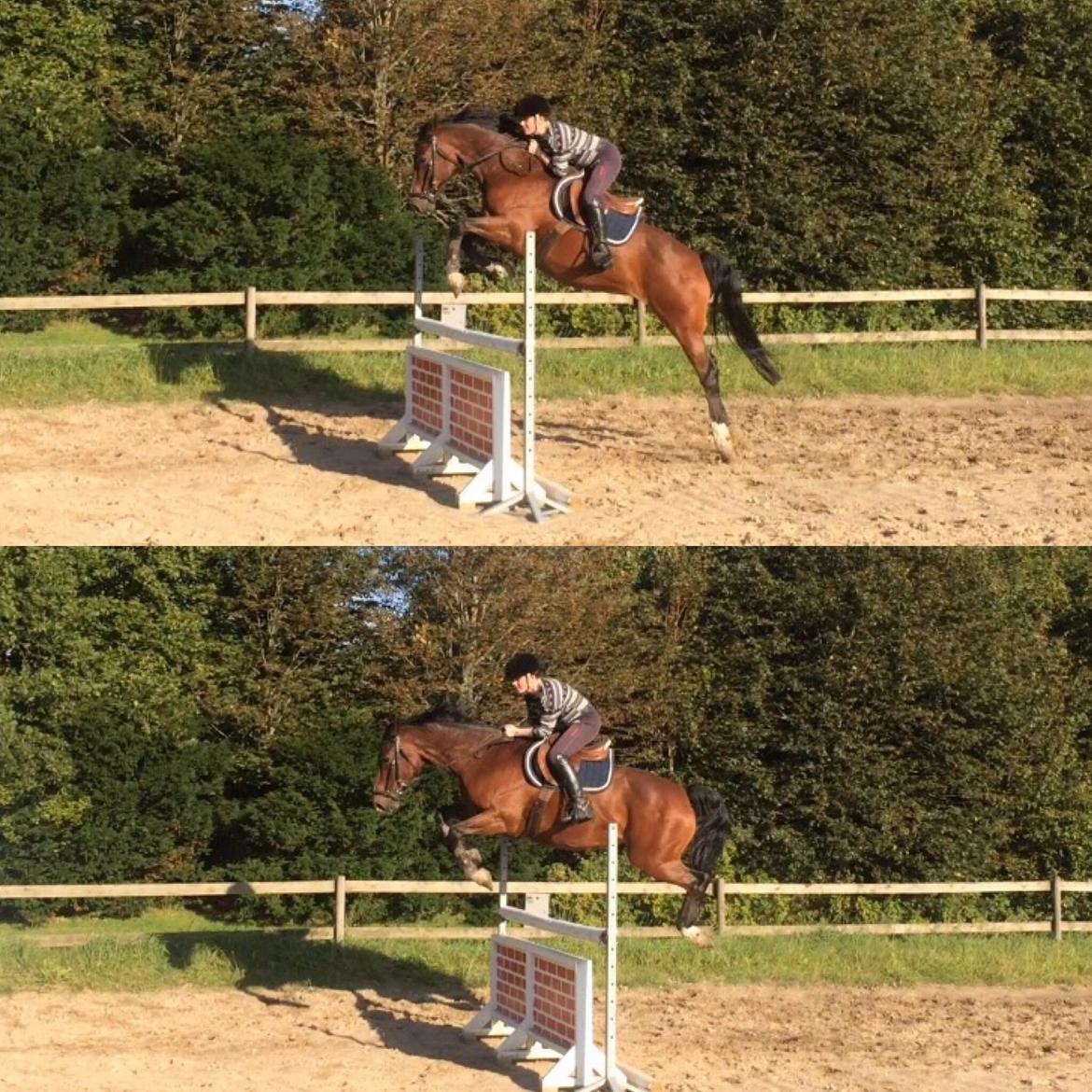 Dansk Varmblod Alicia billede 11