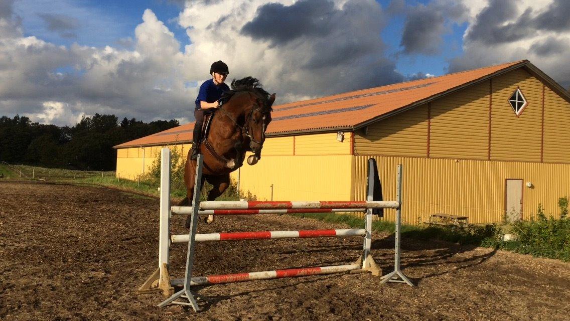 Dansk Varmblod Alicia billede 12