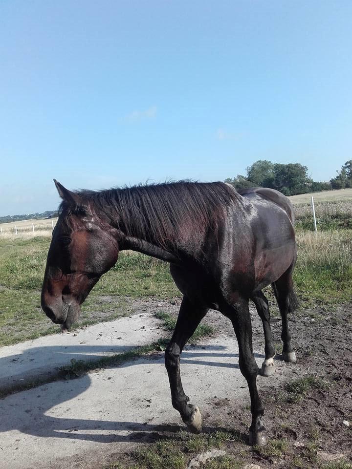 Traver Havanna Sisu (pusle) billede 3