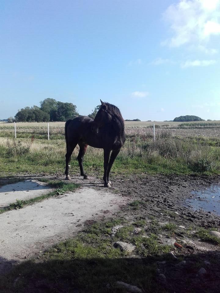 Traver Havanna Sisu (pusle) billede 4