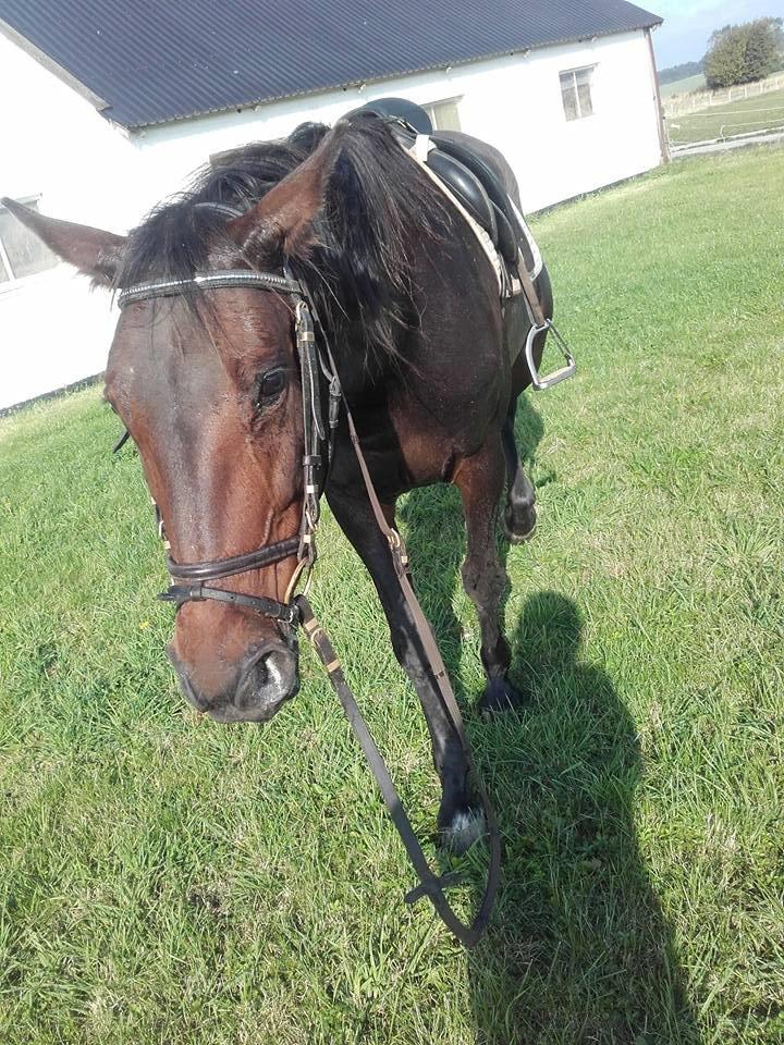 Traver Havanna Sisu (pusle) billede 5