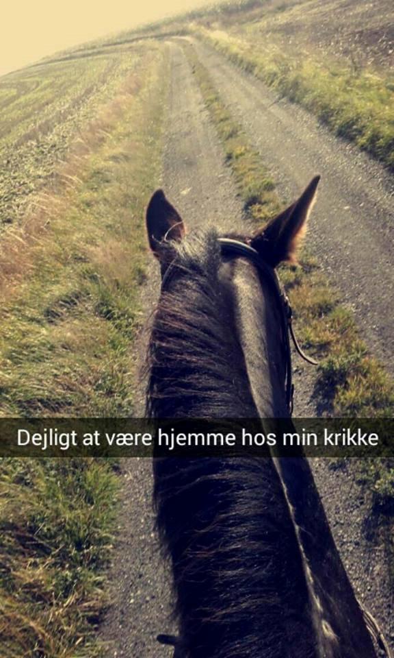 Traver Havanna Sisu (pusle) billede 6