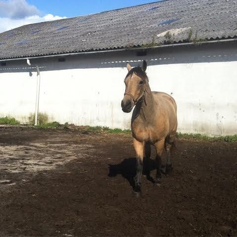 Anden særlig race Harbygaards Eddie Murphy billede 4