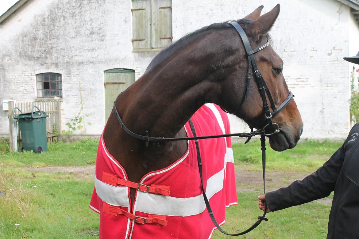 Oldenborg Ayla billede 14