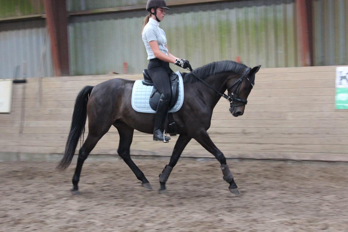 DSP Pralina Vrå billede 1