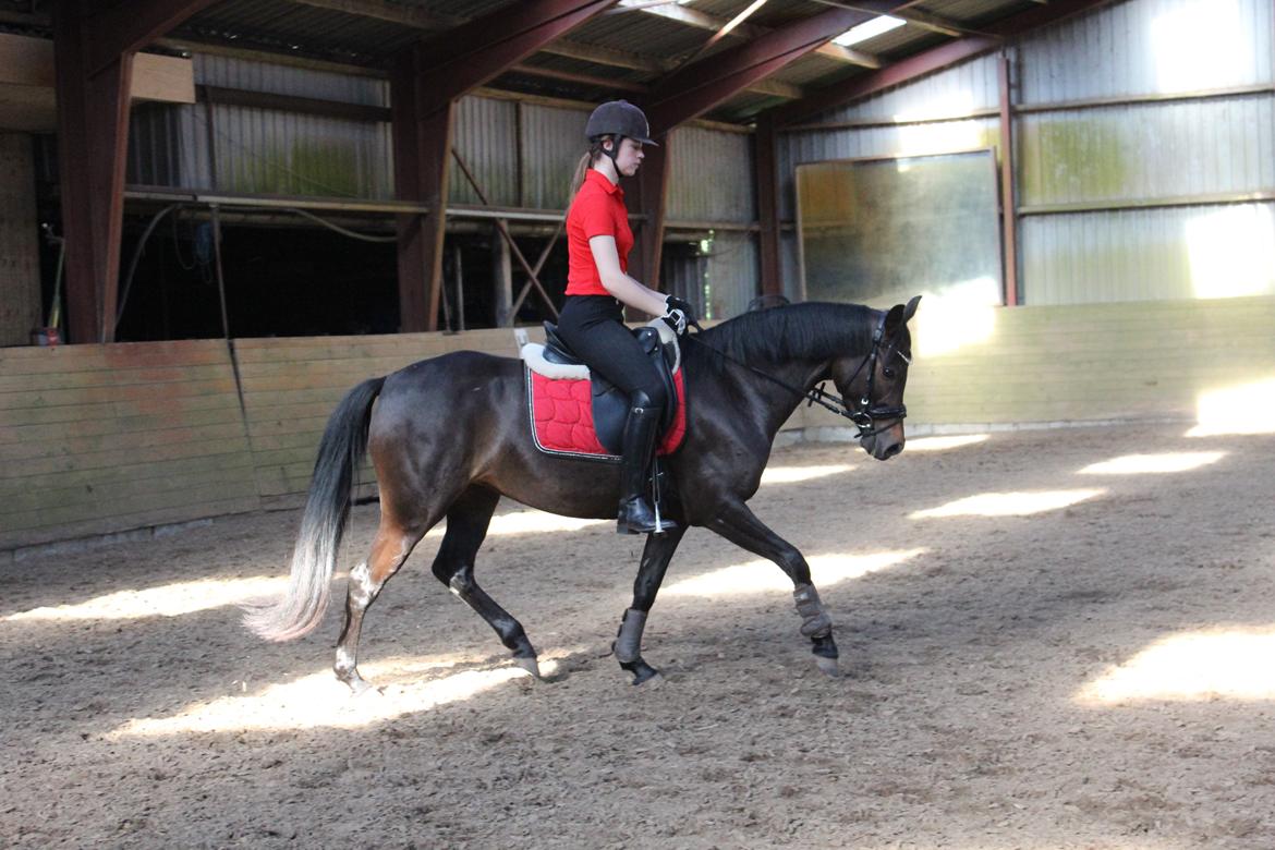 DSP Pralina Vrå billede 2