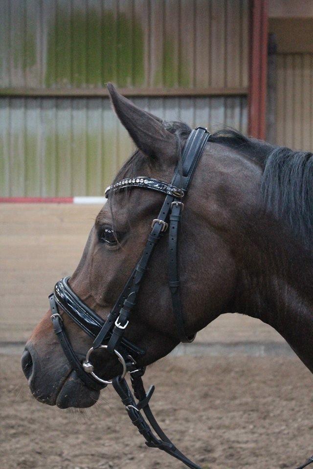 DSP Pralina Vrå billede 3