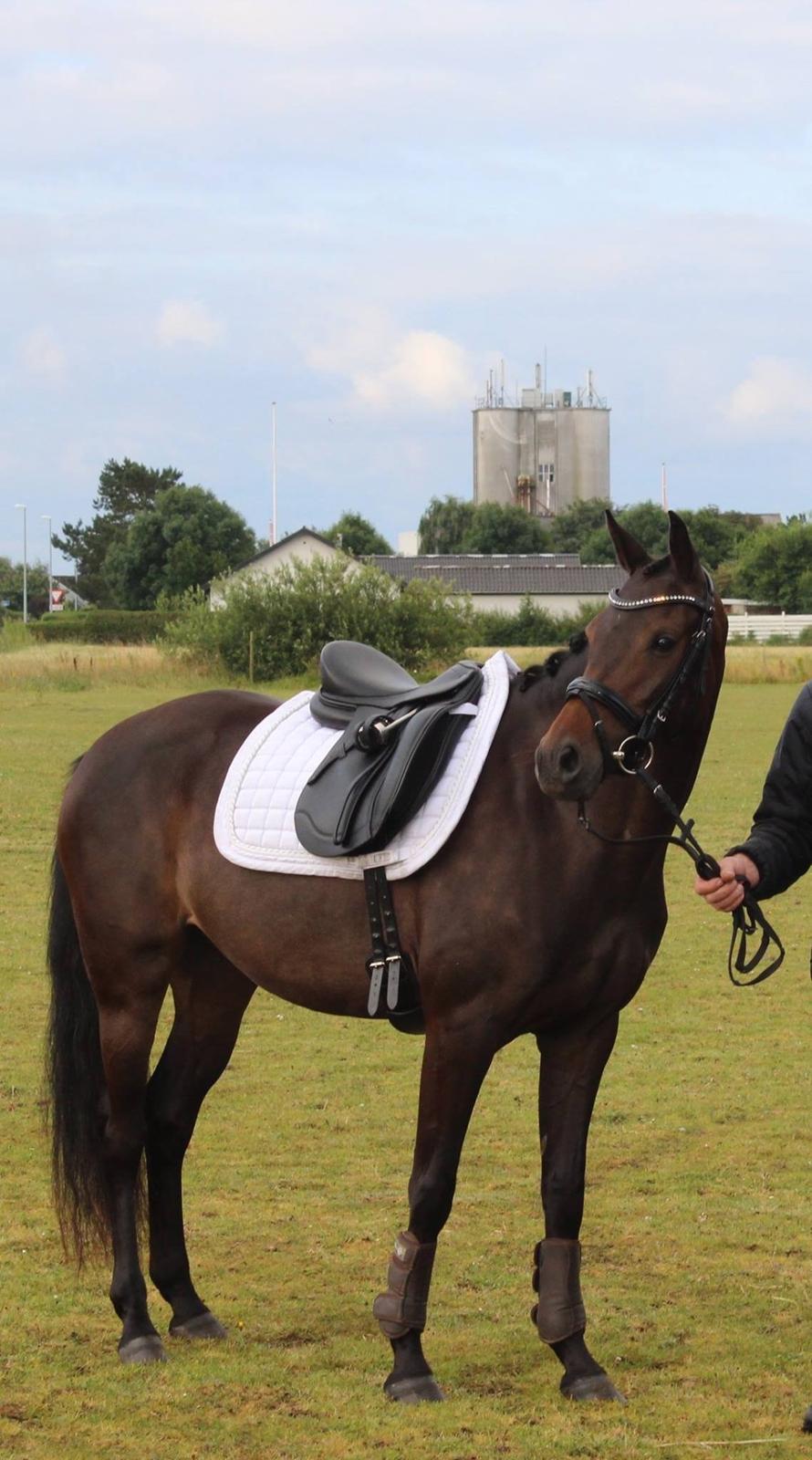 DSP Pralina Vrå billede 5