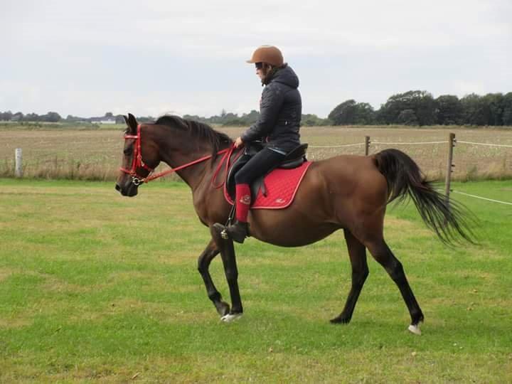 Arabisk fuldblod (OX) E'salta ox  *SOLGT* billede 24