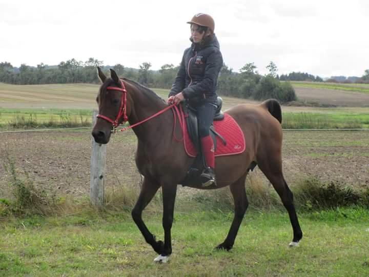 Arabisk fuldblod (OX) E'salta ox  *SOLGT* billede 26