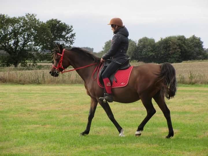 Arabisk fuldblod (OX) E'salta ox  *SOLGT* billede 27