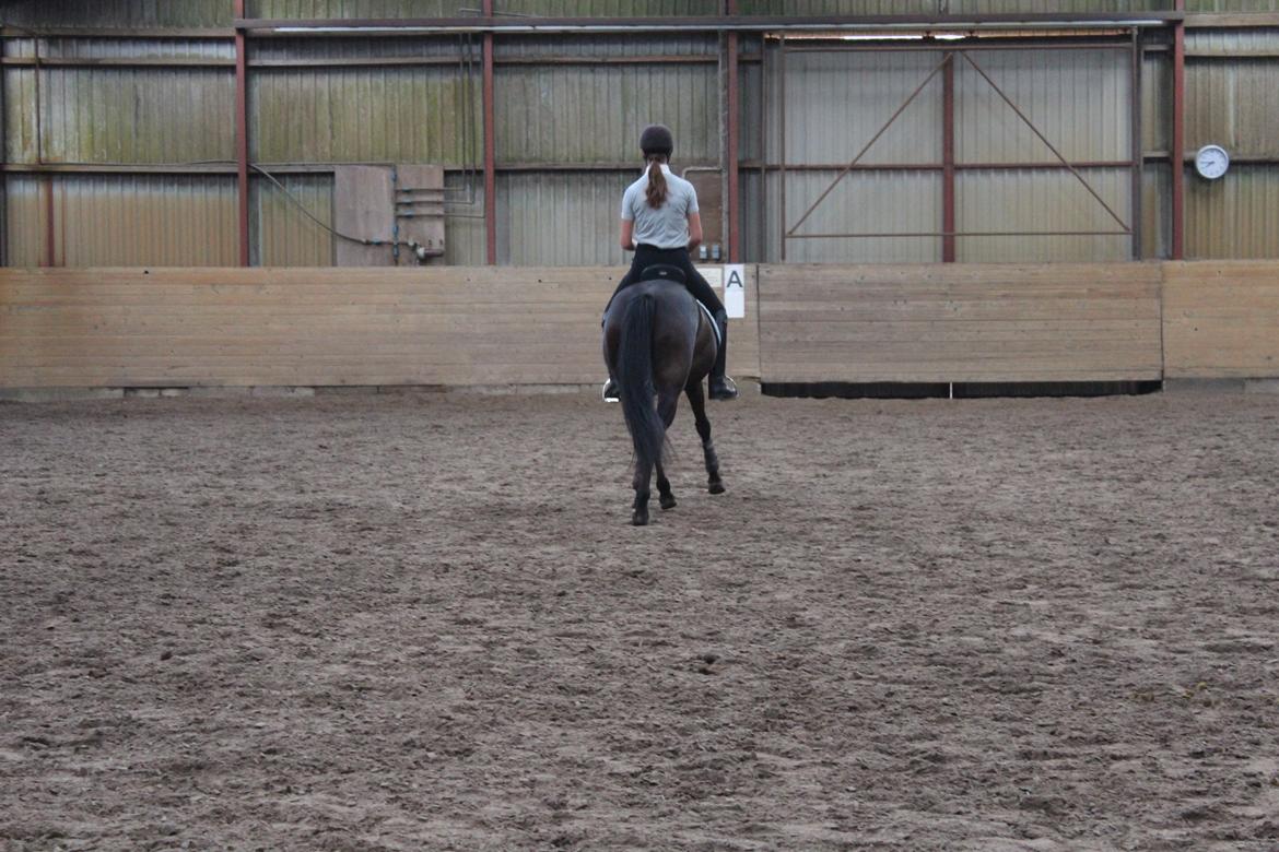 DSP Pralina Vrå billede 6