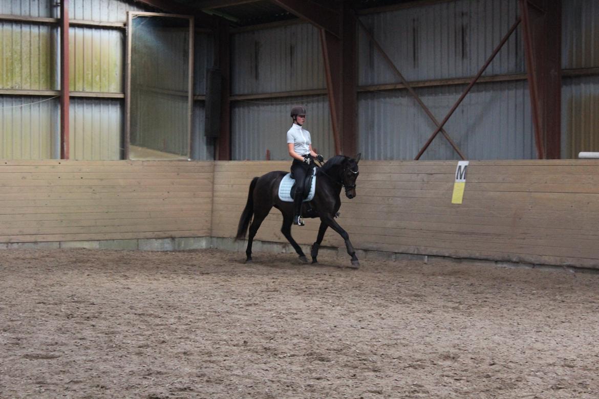 DSP Pralina Vrå billede 7