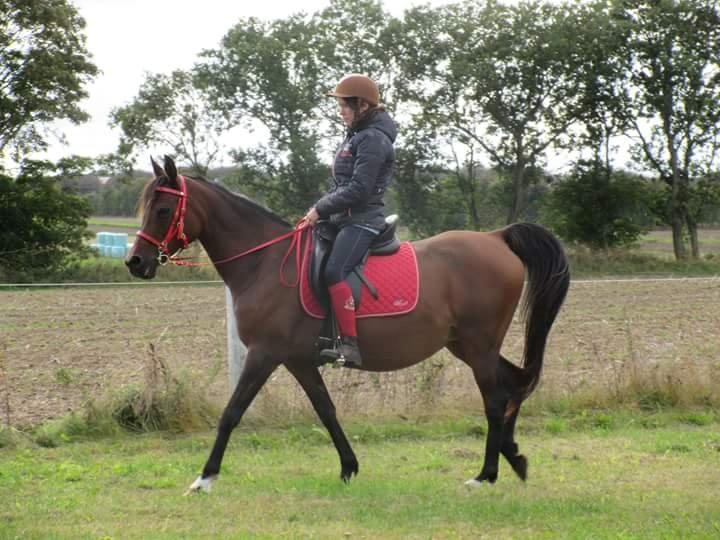 Arabisk fuldblod (OX) E'salta ox  *SOLGT* billede 28