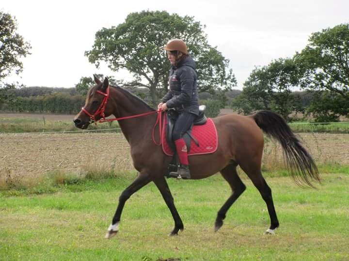 Arabisk fuldblod (OX) E'salta ox  *SOLGT* billede 29