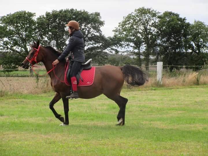 Arabisk fuldblod (OX) E'salta ox  *SOLGT* billede 30