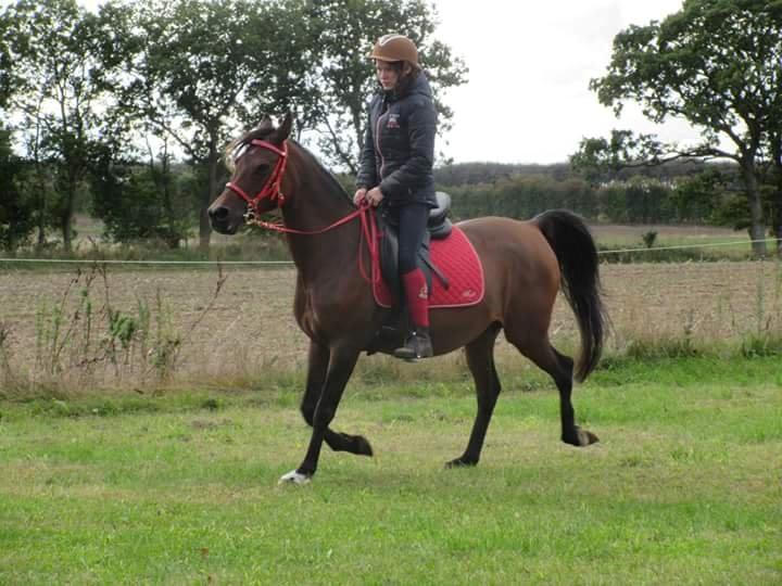 Arabisk fuldblod (OX) E'salta ox  *SOLGT* billede 31