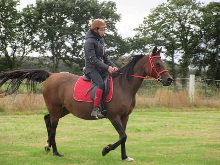 Arabisk fuldblod (OX) E'salta ox  *SOLGT* billede 34