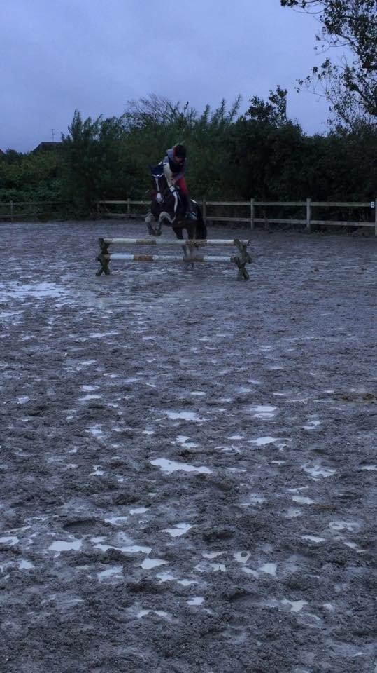 Pinto Vadekærgårds lille my billede 8