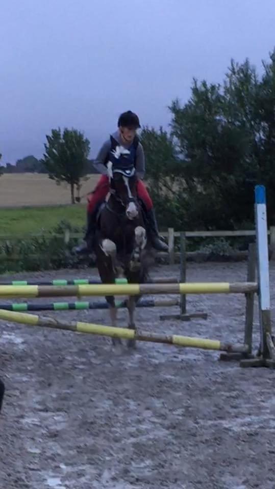 Pinto Vadekærgårds lille my billede 9