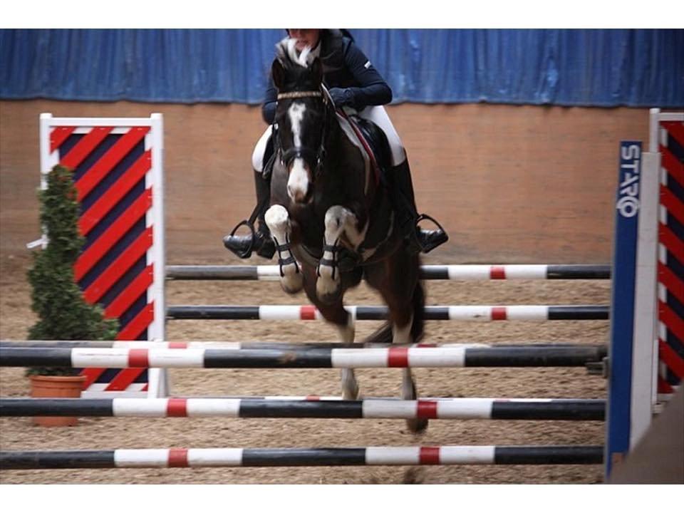 Pinto Vadekærgårds lille my billede 12