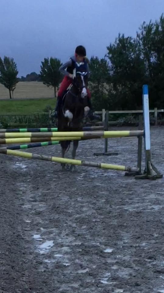 Pinto Vadekærgårds lille my billede 13