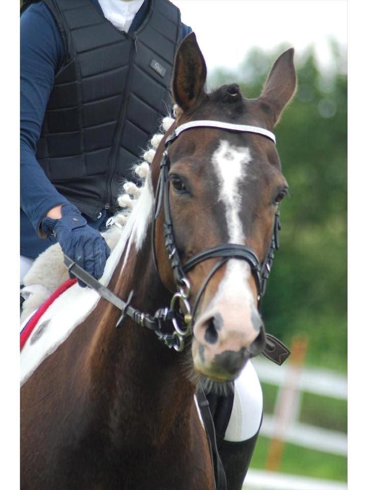 Pinto Vadekærgårds lille my billede 11