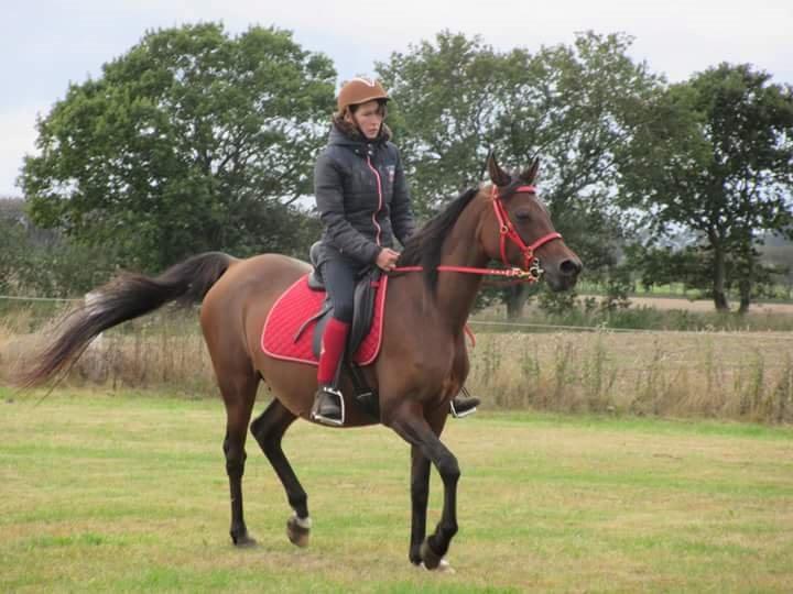 Arabisk fuldblod (OX) E'salta ox  *SOLGT* billede 35