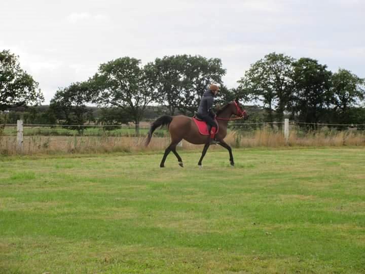 Arabisk fuldblod (OX) E'salta ox  *SOLGT* billede 32