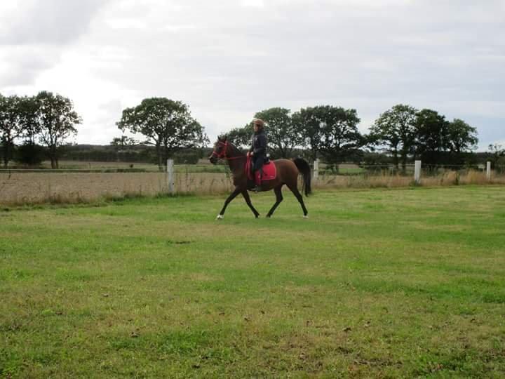 Arabisk fuldblod (OX) E'salta ox  *SOLGT* billede 25