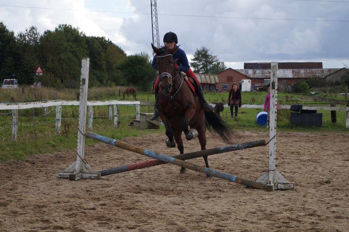 Traver Donna (prima Donna) billede 38