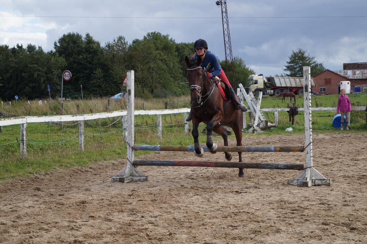 Traver Donna (prima Donna) billede 48