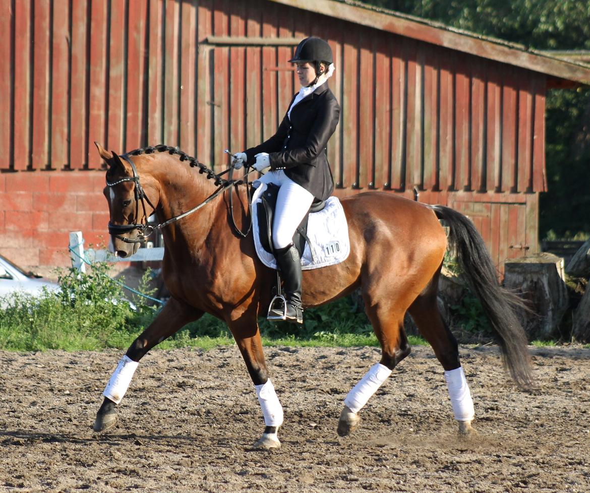 Dansk Varmblod Stauslykke's Avalon billede 20