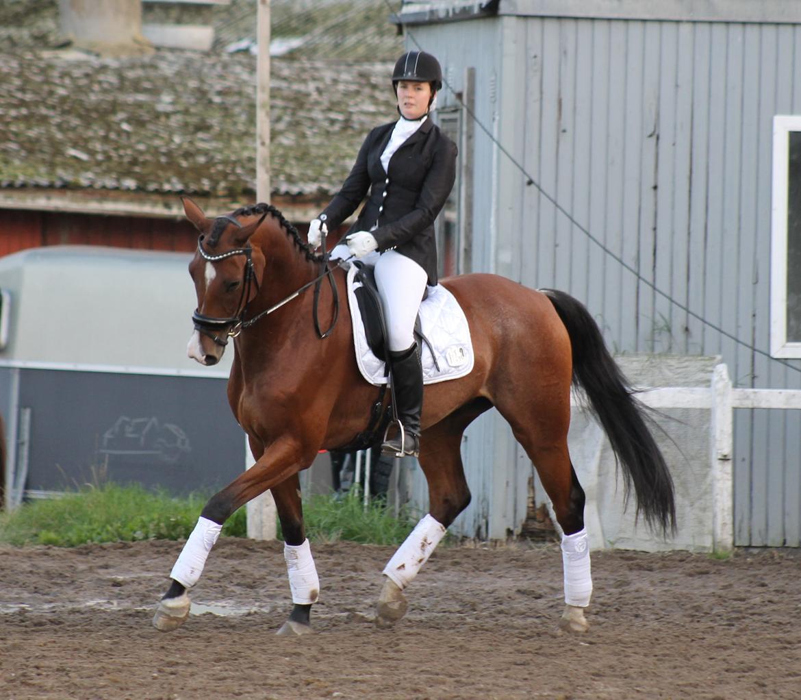 Dansk Varmblod Stauslykke's Avalon billede 22