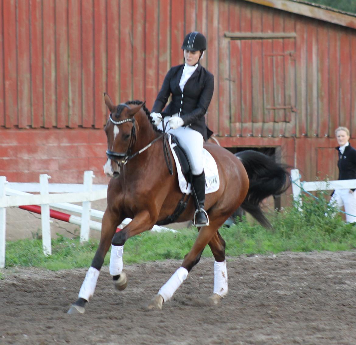 Dansk Varmblod Stauslykke's Avalon billede 23