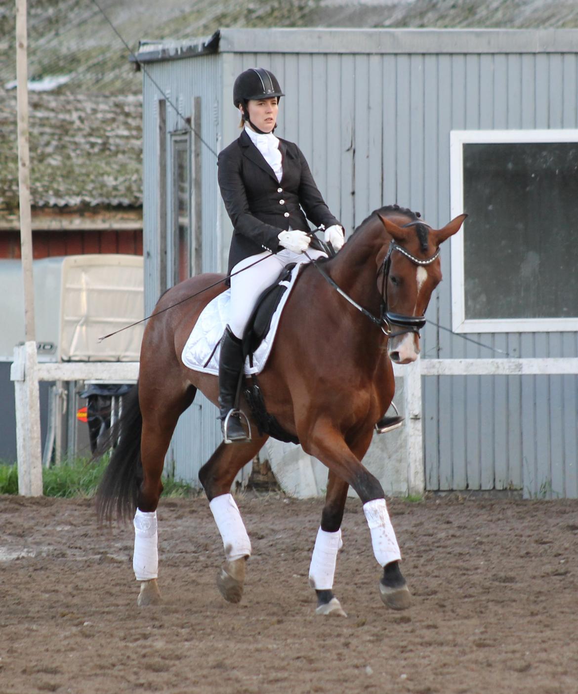 Dansk Varmblod Stauslykke's Avalon billede 24