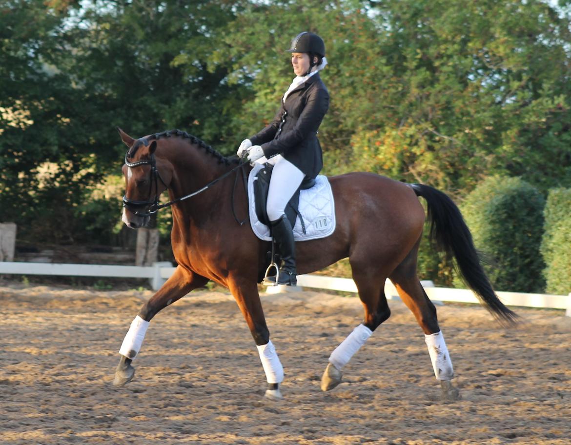 Dansk Varmblod Stauslykke's Avalon billede 25