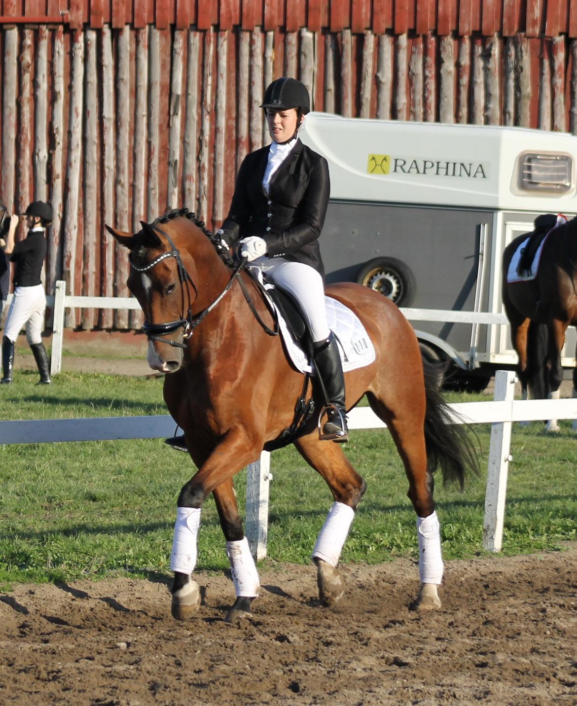 Dansk Varmblod Stauslykke's Avalon billede 21