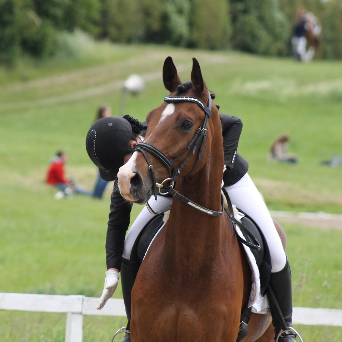 Dansk Varmblod Stauslykke's Avalon billede 1