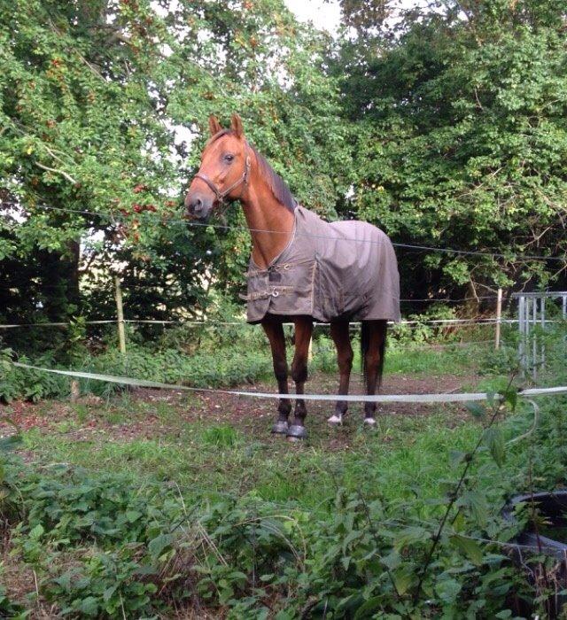 Traver Famous Skovbjerg billede 5